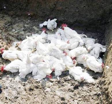 भक्तपुरमा बर्डफ्लु, दुई हजार ९०० कुखुरा नष्ट