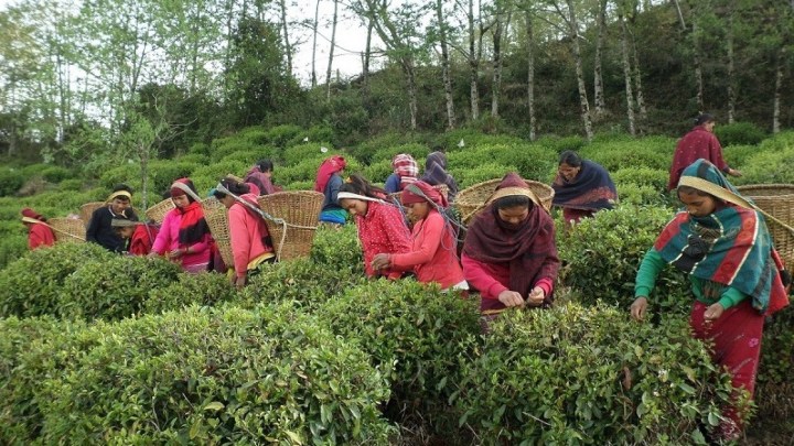 सुनुवाइ भएन चिया श्रमिकको आवाज