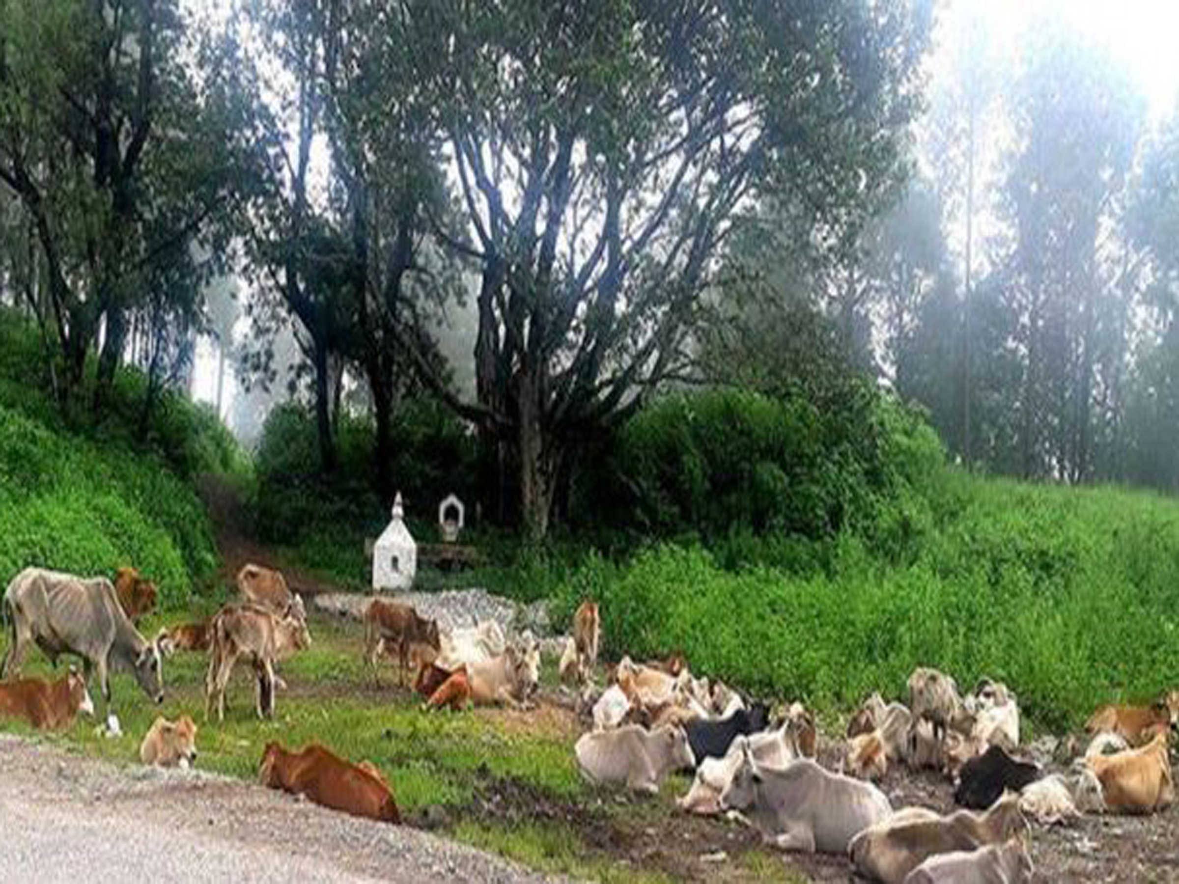 गाईगोरु मृत्यु घटना – गृहको छानबिन टोली सुर्खेतमा