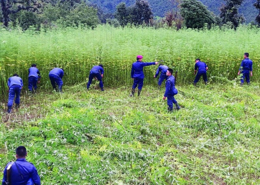 लायन्स क्लब अब गाँजाको बोट नष्ट गर्ने अभियानमा