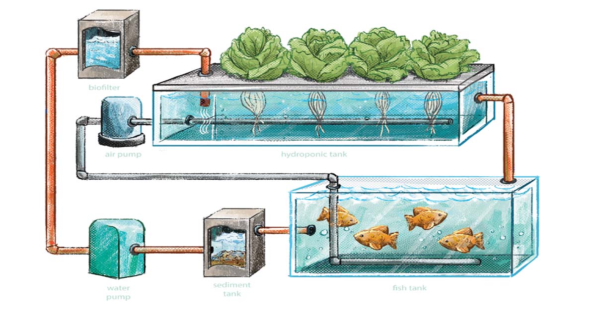 Farmers in Bangladesh have adopted the “Aquaponics” method for farming