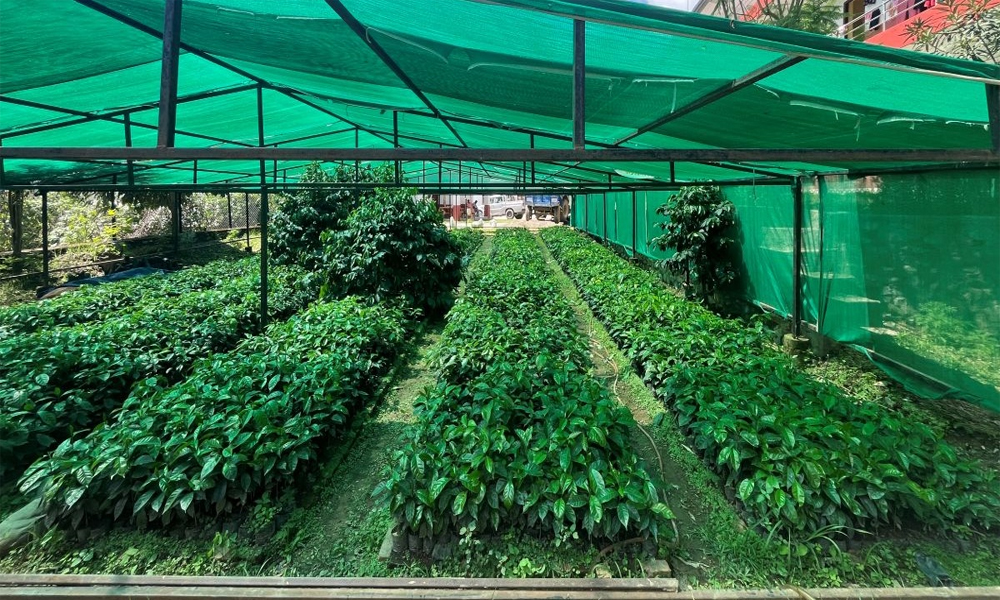 गुल्मीमा कफीका बिरुवाको माग बढ्दो