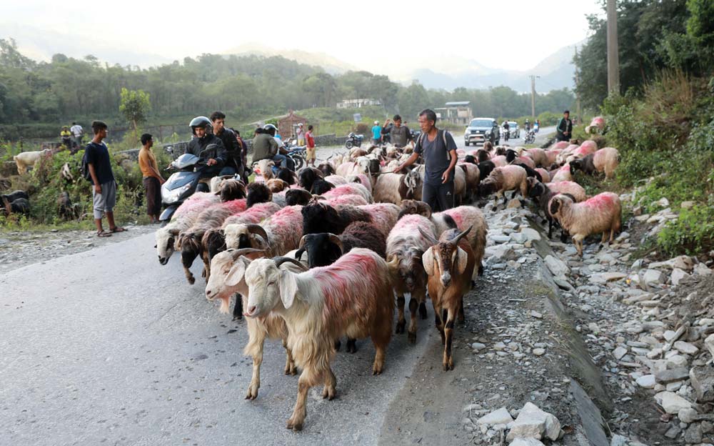 जुम्लामा दशैंको समयमा मात्रै १६ करोड बढीका भेडा तथा खसीबोकाको कारोबार