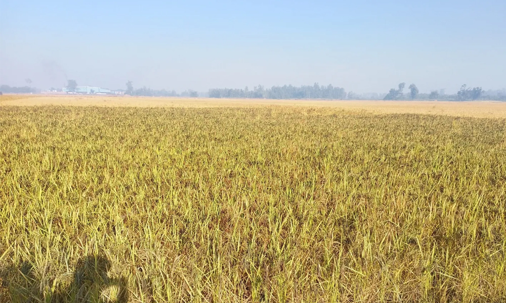 कालानमक धानको जात लोप हुँदै