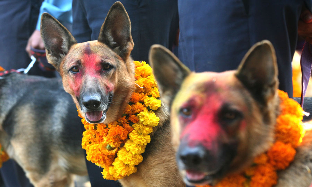 यमपञ्चकको दोस्रो दिन : आज कुकुर तिहार र नरक चतुर्दशी