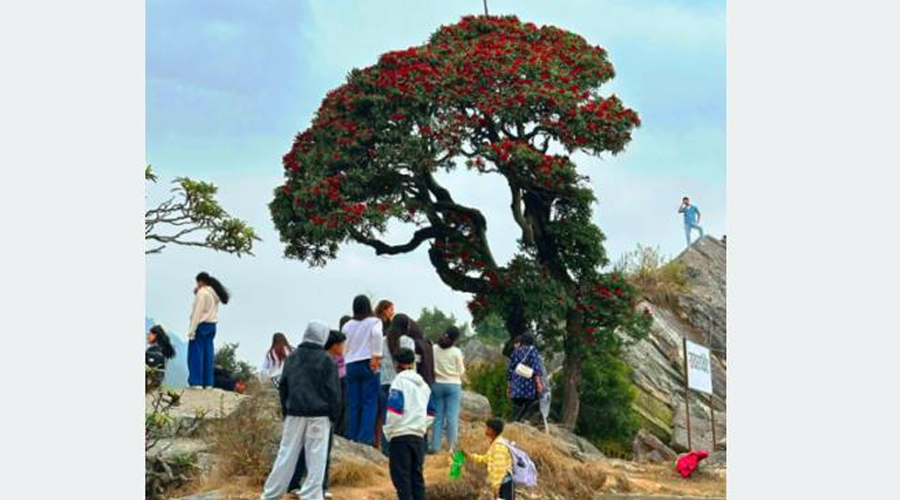 गुराँस हेर्न रायराँयकोट पुग्ने पर्यटक बढे