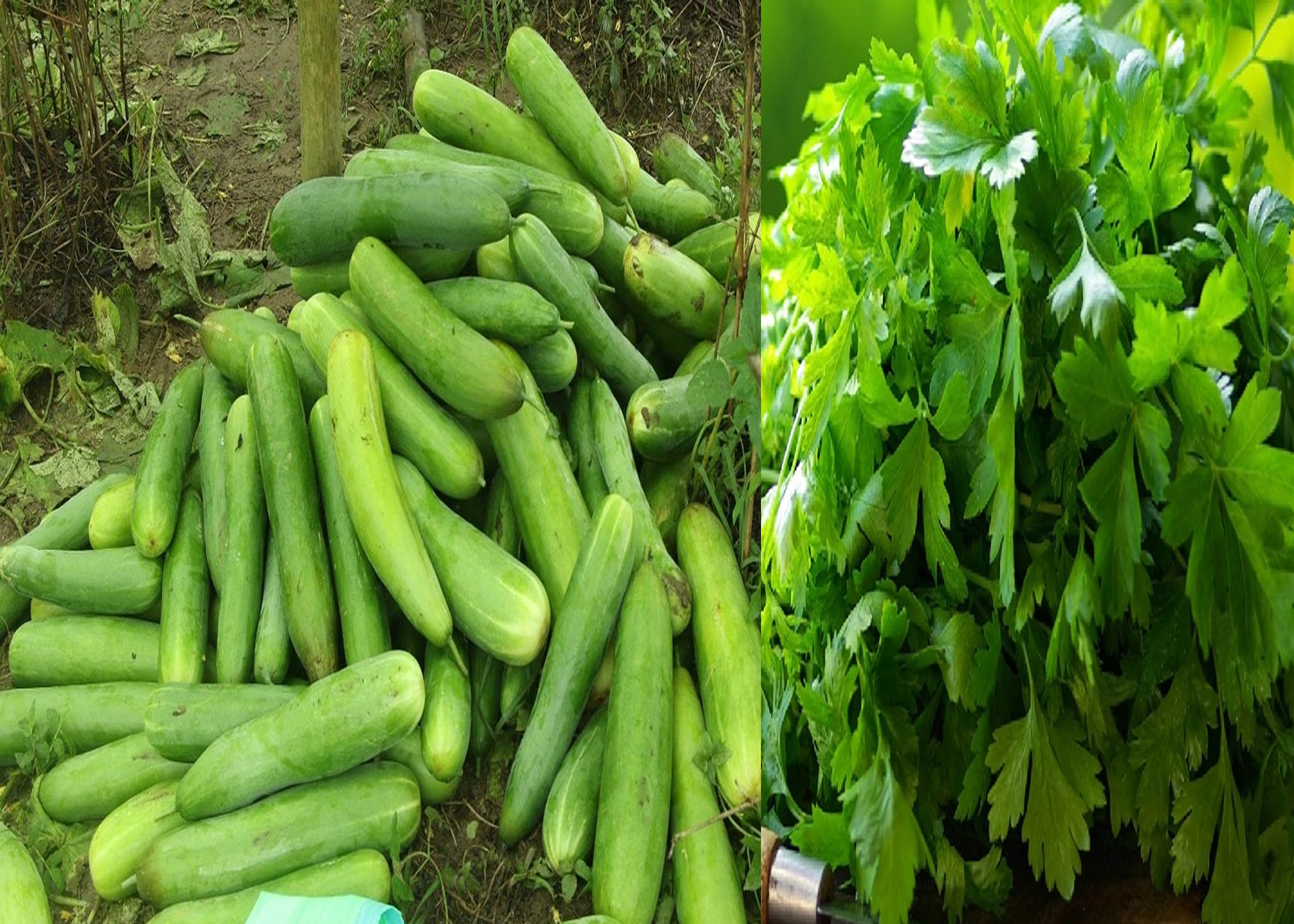 काँक्रो र हरियो धनियाँमा भेटियो अत्यधिक विषादी, उपभोगअयोग्य