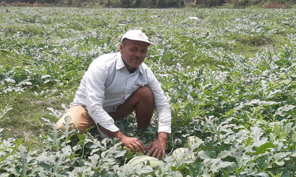 पोखराका दुई किसानले बेचे १५ लाख बढीका तरबुजा