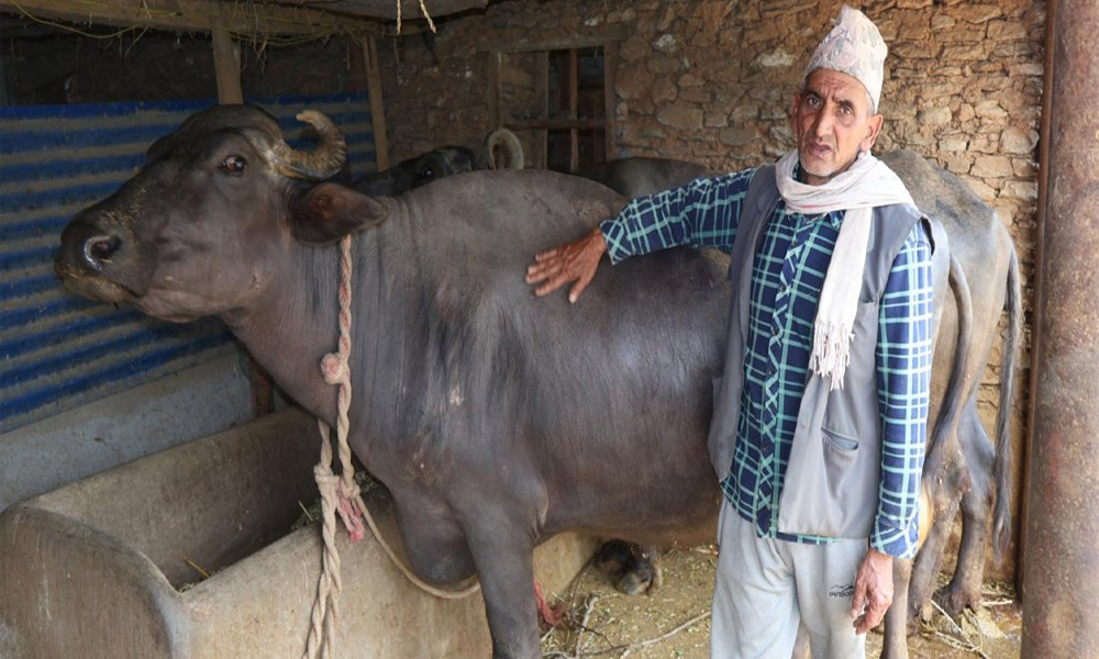 दूध र मह बिक्रीबाट मनग्य आम्दानी