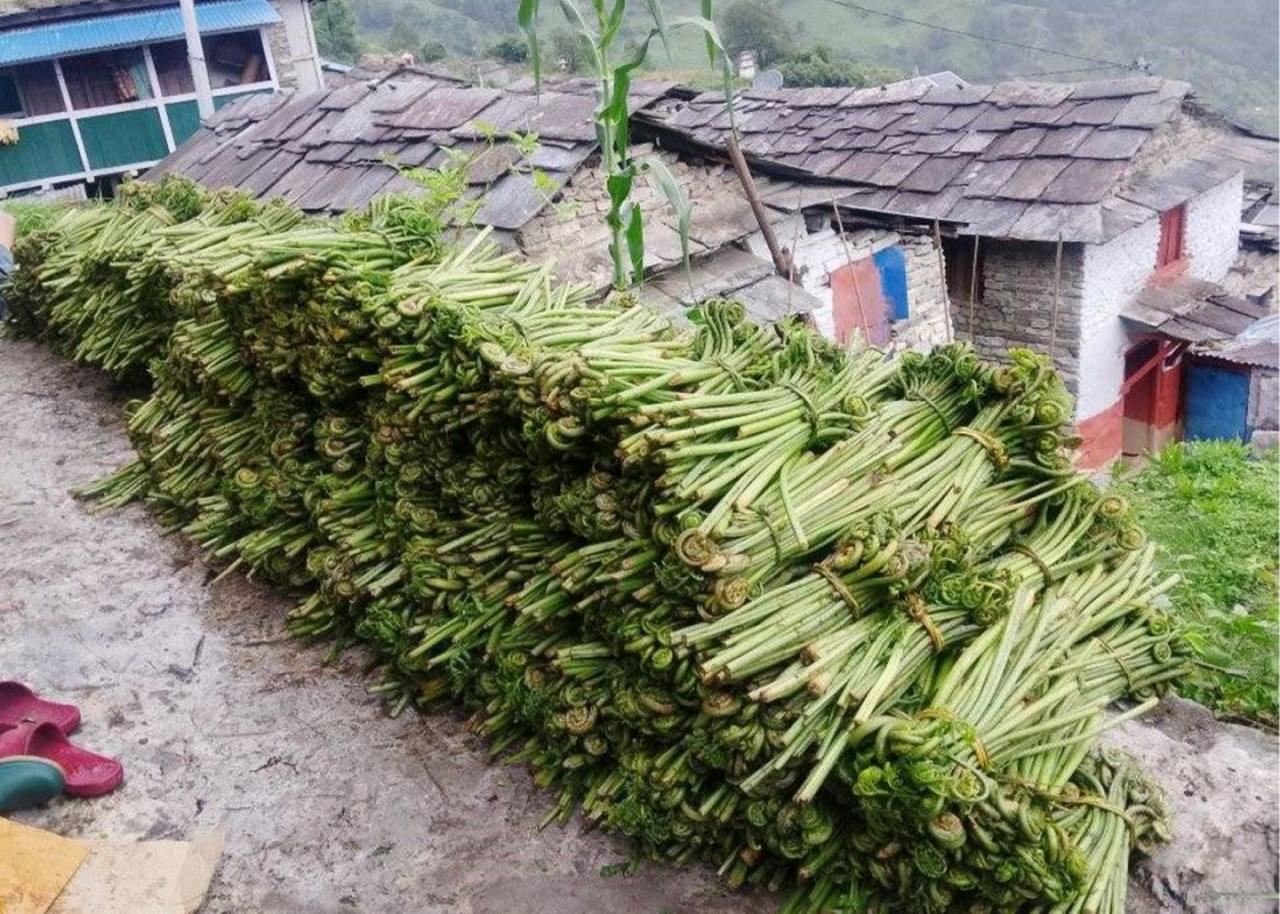 घरखर्च चलाउने आम्दानीको स्रोत निहुरो