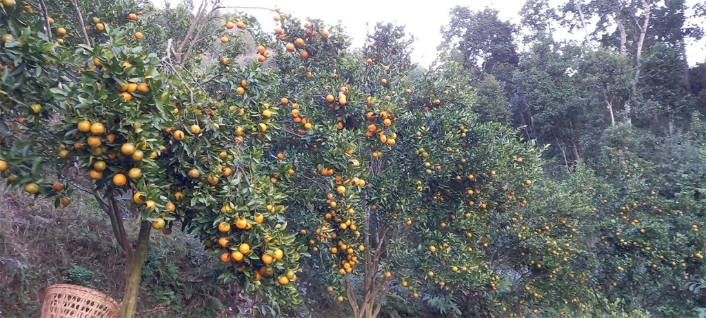 पर्वतबाट ३२ करोडको सुन्तला निर्यात