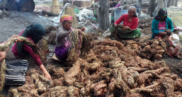 अल्लोबाट वार्षिक १० लाख आम्दानी