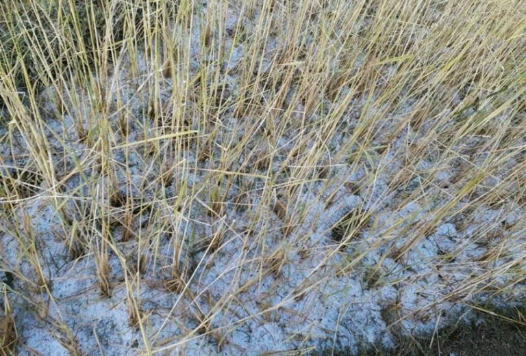 असिनाले बीउ नै बाँकी राखेन