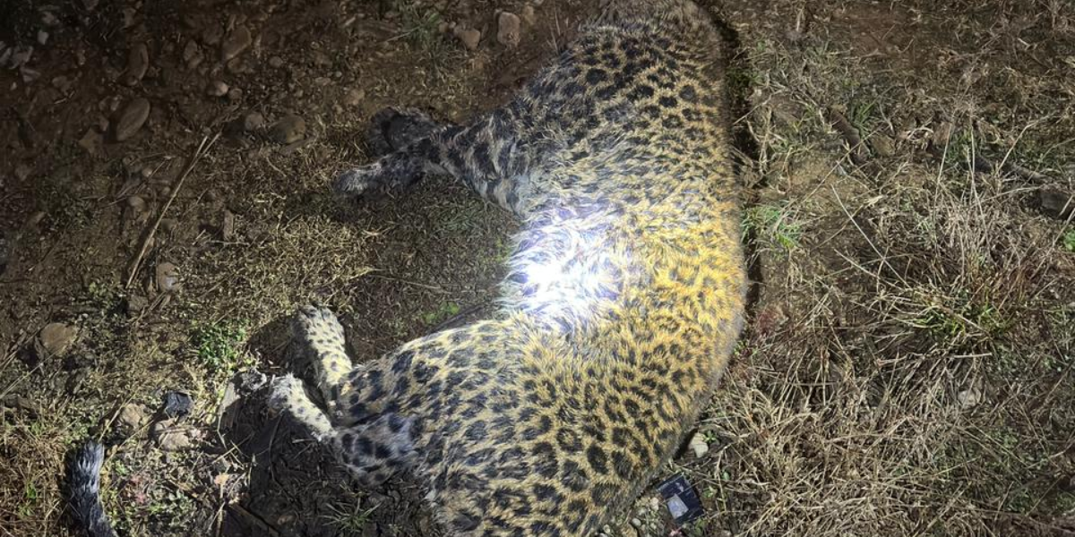 ललितपुरको गोदावरीमा चितुवाको आक्रमणबाट एक जना घाइत