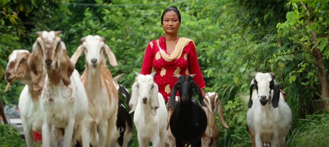 कृषिमा बढ्दो आकर्षण, उकासिदै ग्रामिण अर्थतन्त्र