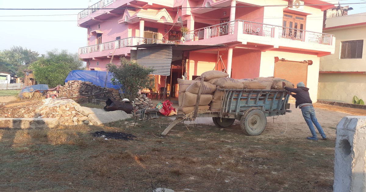 संस्थानले धान खरिद नगर्दा आधा मूल्यमा बेच्दै किसान