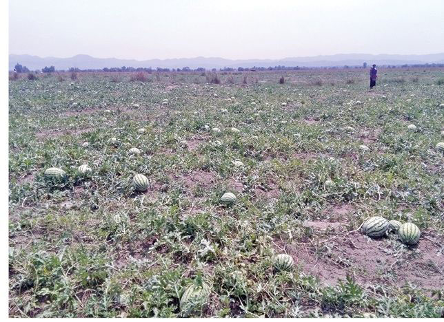 सुनसरीमा हावाहुरीले बाली र फलफूलमा ठूलो क्षति