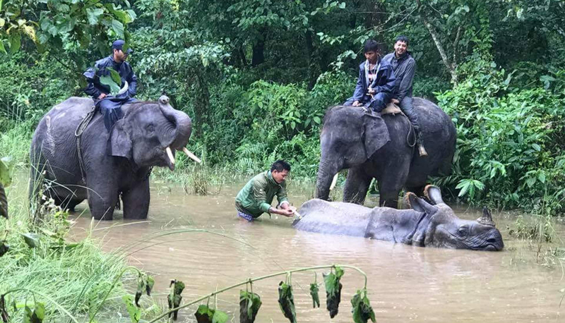 नब्बे गैँडा तस्कर अझै फरार