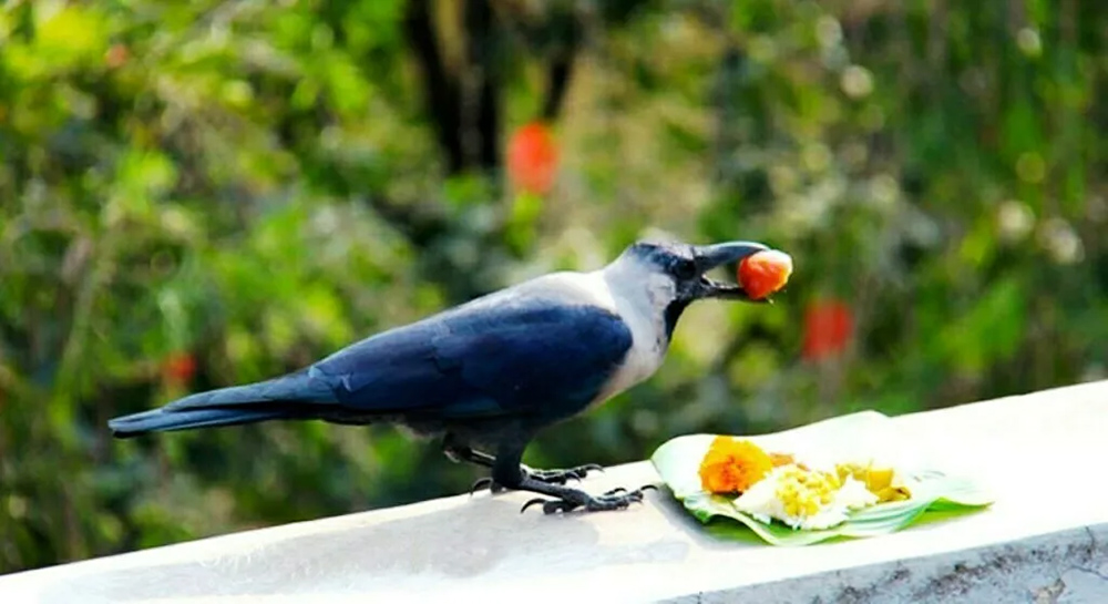 आज काग तिहार मनाइदै