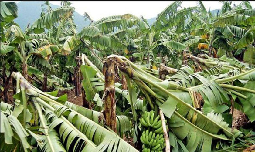 असिनापानीले २० करोडको केराखेती सखाप