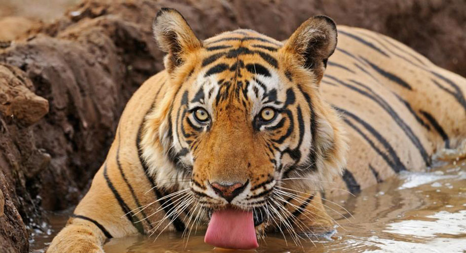 आज बाघ दिवस, संरक्षणमा चुनौती बढ्दै