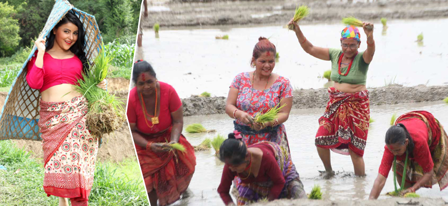 जनसङ्ख्या बढेर दोब्बर, धान उत्पादन भने कछुवा गतिमा