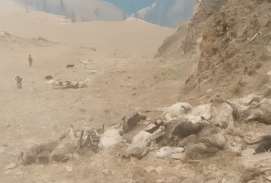 जुम्लामा जङ्गली जनावरले लखेट्दा भीरबाट लडेर ७० भेडा मरे