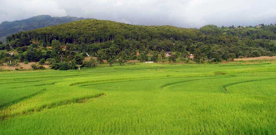 पाँच वर्षभित्र खेतीयोग्य जमीनमा बाह्रै महिना सिँचाइ सुविधा