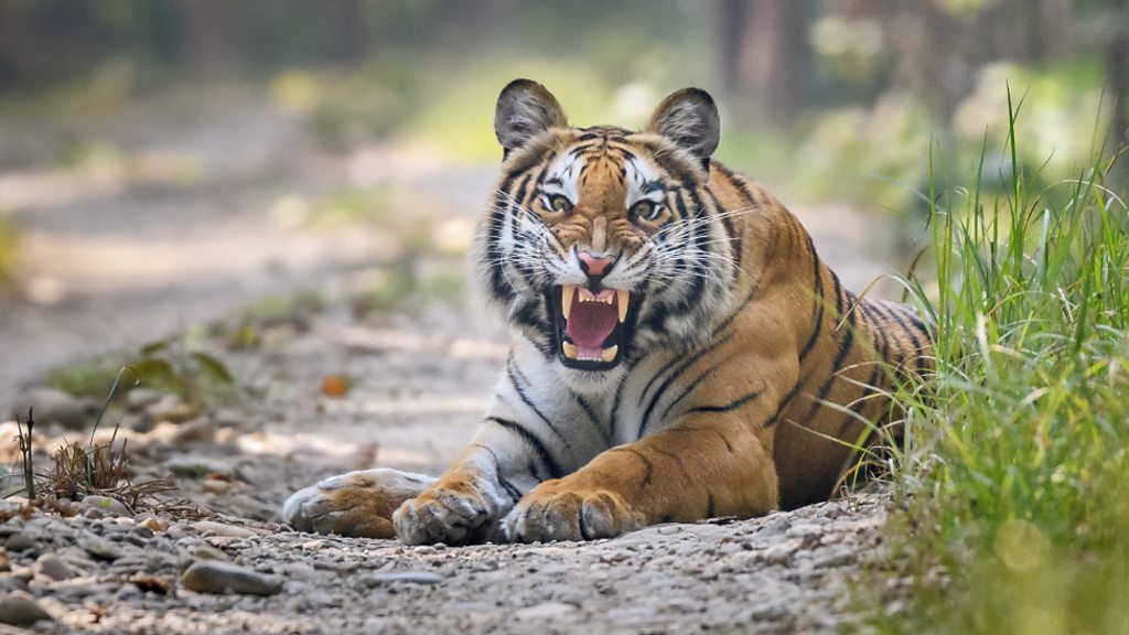 महिलालाई आक्रमण गरी बेपत्ता बनाउने बाघलाई नियन्त्रणमा लिन विशेषज्ञ सहितको टोली परिचालन