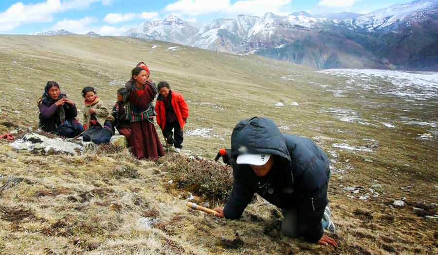 वैशाखदेखि नै यार्सागुम्बा अनुमति माग्न सकिने